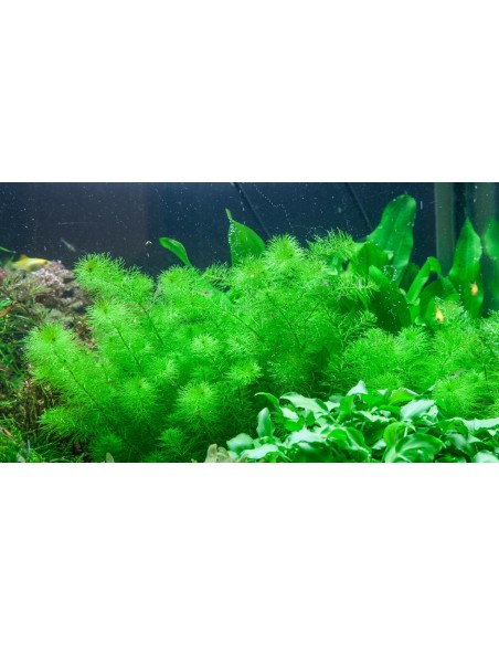 Myriophyllum sp. 'Guyana'  - 3