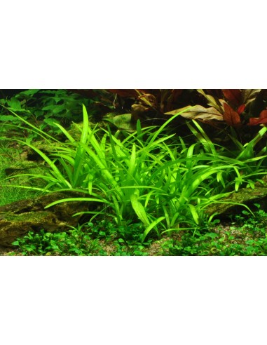Sagittaria subulata - in vitro  - 2
