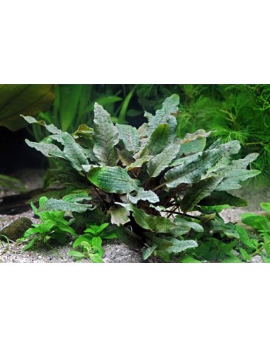 Cryptocoryne wendtii 'Brown'  - 3