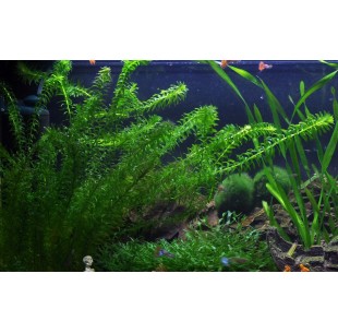Egeria densa  - 2