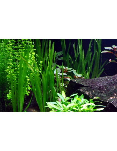 Vallisneria gigantea  - 3