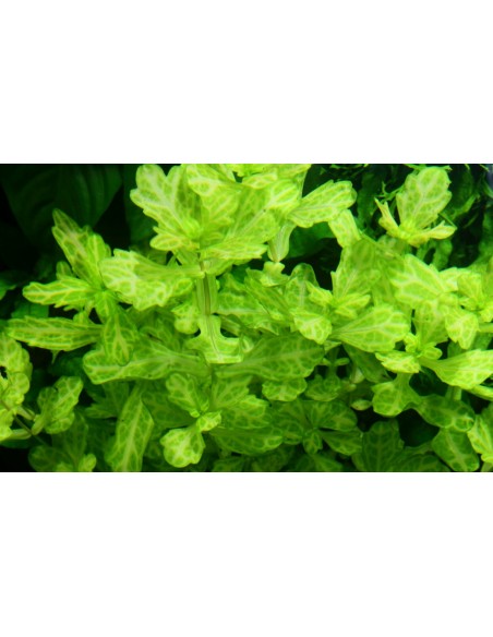 Trichocoronis rivularis Variegatus  - 2