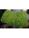 Tapis Micranthemum Montecarlo 60x40cm  - 1