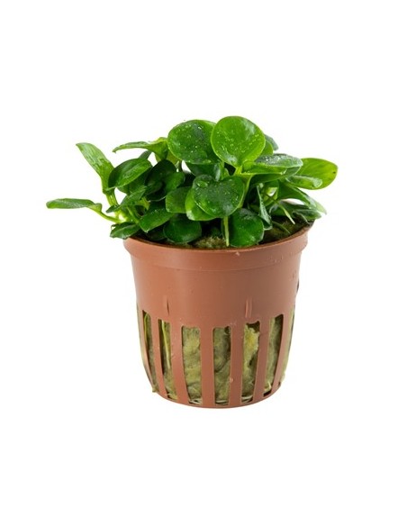Anubias 'Mini Coin' en pot limited edition Tropica Tropica - 1