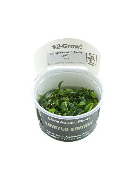 Bucephalandra sp. ’Needle Leaf’ 1-2-Grow! limited edition Tropica - 1
