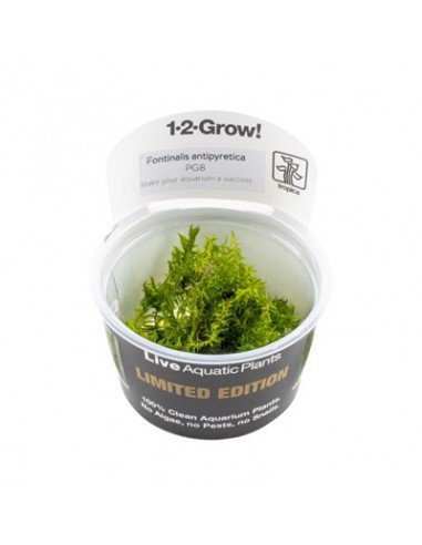 Fontinalis antipyretica 1-2-Grow! limited edition Tropica - 1
