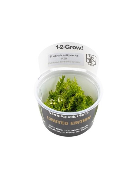 Fontinalis antipyretica 1-2-Grow! limited edition Tropica - 1