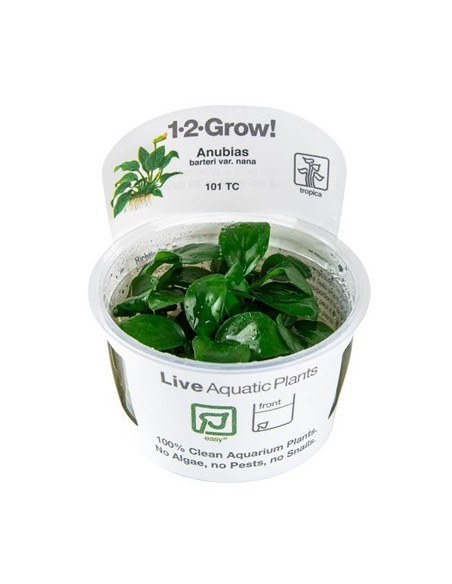 Anubias barteri nana - In Vitro Cup Tropica Tropica - 1