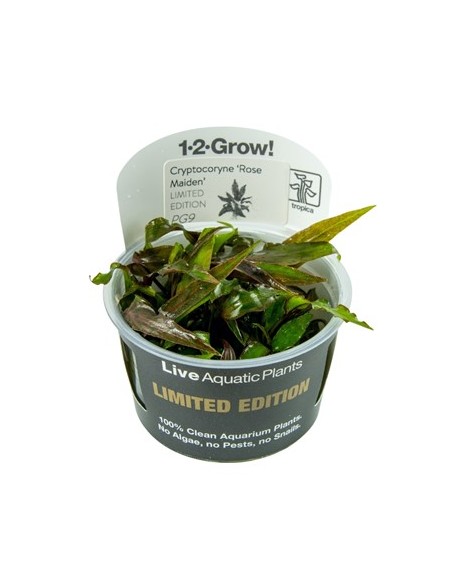 Cryptocoryne nurii var. raubensis 'Rose Maiden' Tropica - 1