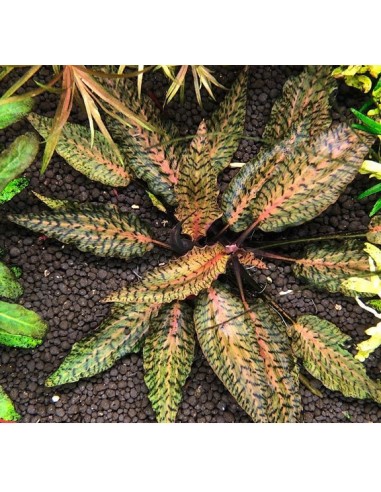 Cryptocoryne nurii var. raubensis 'Rose Maiden' Tropica - 2
