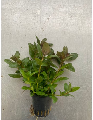 Hygrophila difformis red triflora  - 1