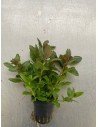 Hygrophila difformis red triflora  - 1