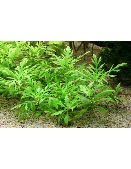 Hygrophila difformis  - 1