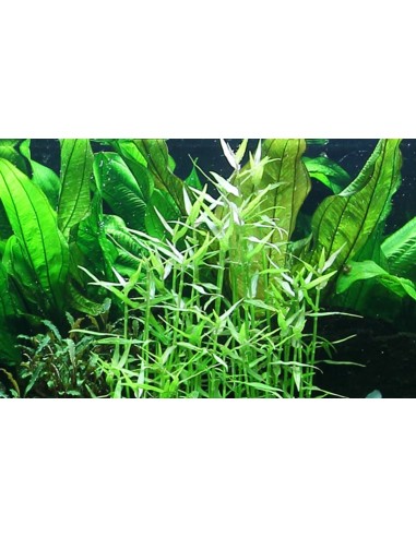 Murdannia keisak- Tropica Tropica - 2