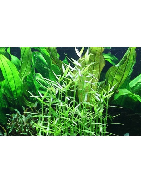 Murdannia keisak- Tropica Tropica - 2