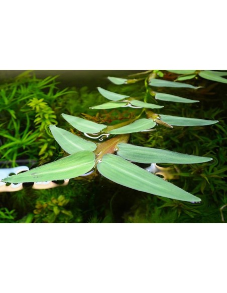 Hygroryza aristata  - 1