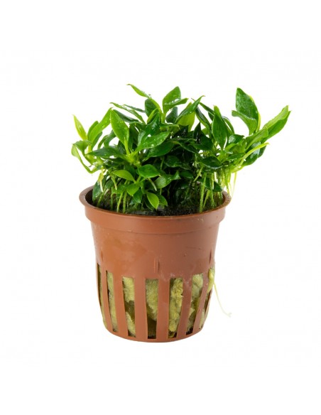 Anubias Chili (Pangolino) en pot limited edition Tropica Tropica - 1