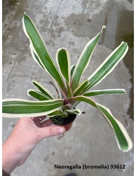 Neoregelia mix  - 1