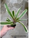 Neoregelia mix  - 1