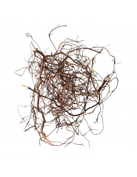 Wio Roots Mini Root WIO - 3