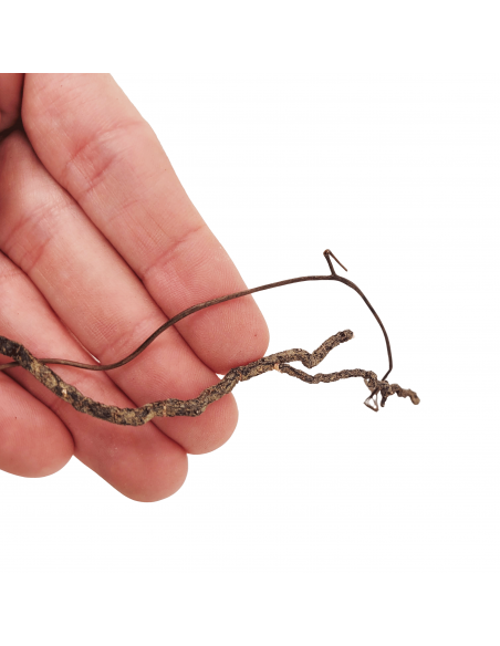 Wio Roots Mini Root WIO - 4