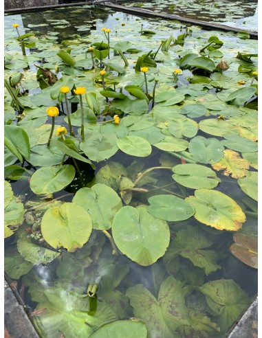 Nuphar lutea  - 1