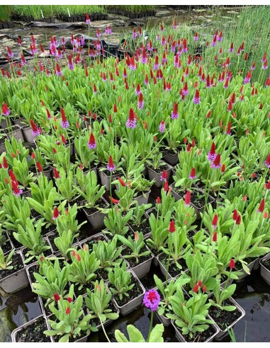 PRIMULA viale  - 2