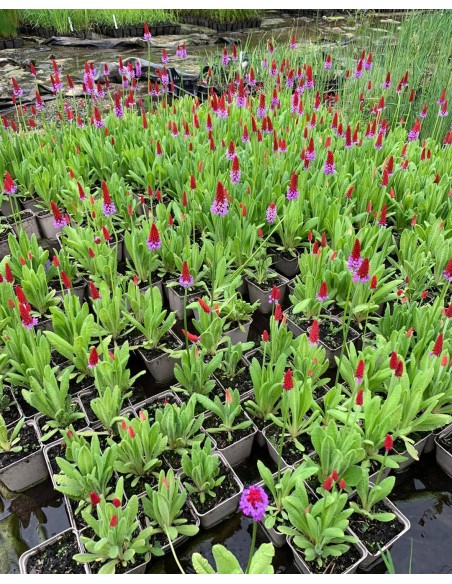 PRIMULA viale  - 2