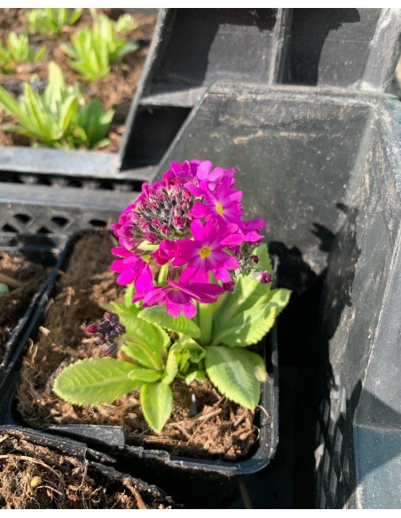 PRIMULA denticulata  - 1