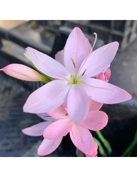 Schizostylis coccinea Mrs Hegarty  - 2