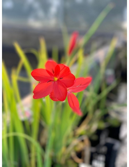 Schizostylis coccinea Major  - 2