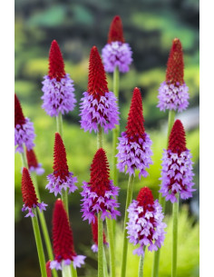 PRIMULA viale  - 3