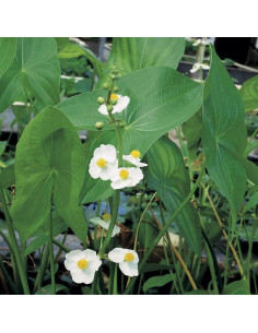 SAGITTARIA latifolia  - 1