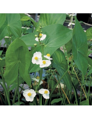 SAGITTARIA latifolia  - 1