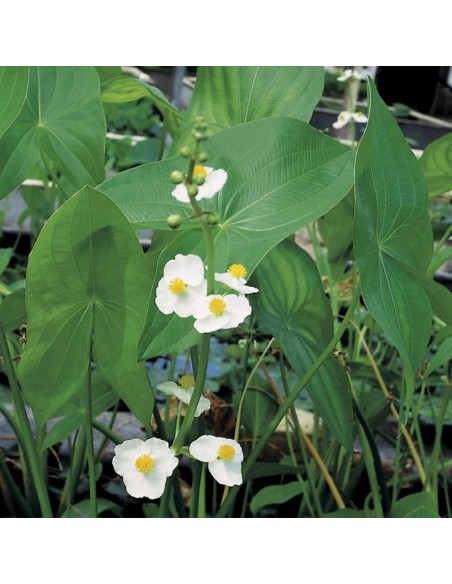 SAGITTARIA latifolia  - 1
