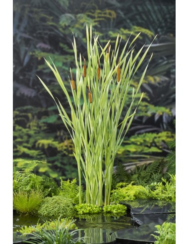 TYPHA lat. Variegata  - 1
