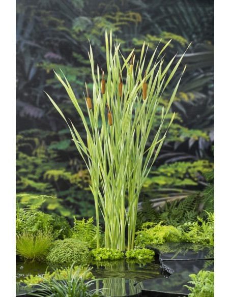 TYPHA lat. Variegata  - 1