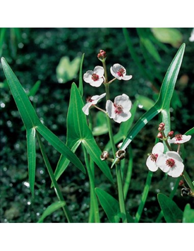 SAGITTARIA sagittifolia  - 1