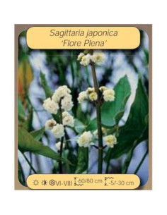 SAGITTARIA jap. plena  - 1