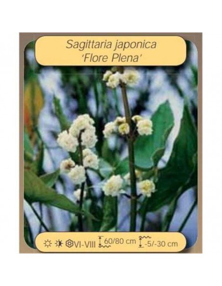 SAGITTARIA jap. plena  - 1