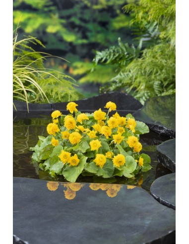 CALTHA palustris Multiplex  - 1