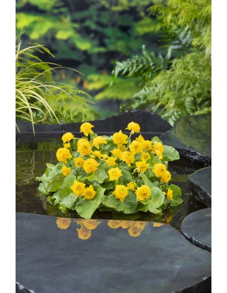 CALTHA palustris Multiplex  - 1