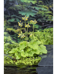 PRIMULA florindae  - 1