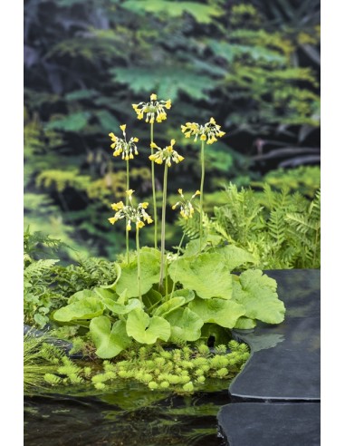 PRIMULA florindae  - 1
