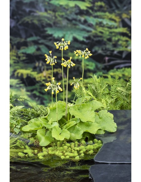 PRIMULA florindae  - 1