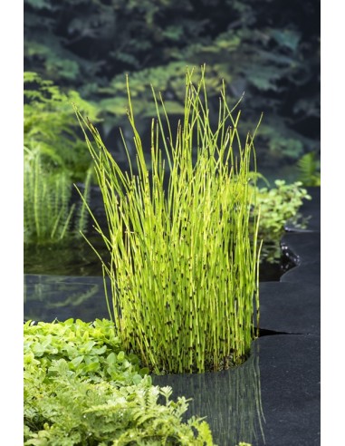 EQUISETUM fluviatilis  - 1