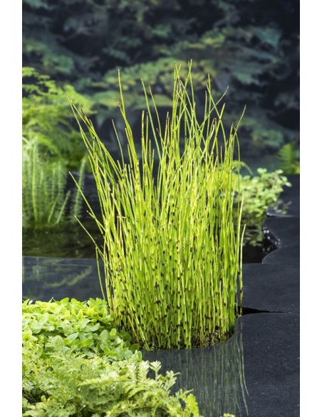 EQUISETUM fluviatilis  - 1