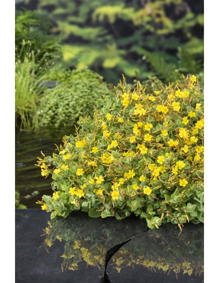 HYPERICUM elodes  - 1