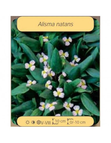 ALISMA natans  - 1