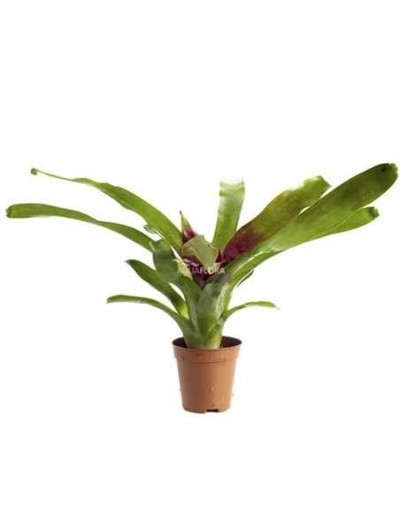 Neoregelia 'Fireball'  - 1